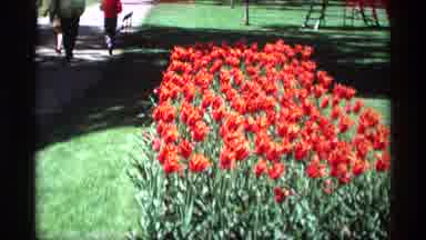 Holland Michigan (1969): A Wonderful And Green Top Park Was Filled With Lots Of