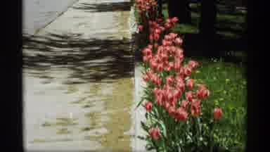 Holland Michigan (1969): A Great Flower And The Plant Was Very Nice To See On The