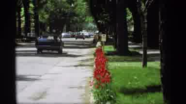 Holland Michigan (1969): Poppy Flowers Are Standing On The Border Of A Long Road