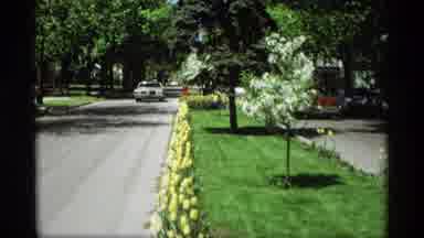 Holland Michigan (1969): Spring Brings Beautiful Yellow Tulips To A Quiet Rural