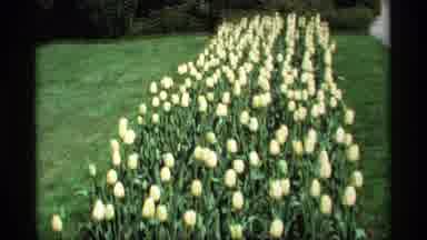 Holland Michigan (1969): A Flower And The Tree Was Very Great And Green Park Area