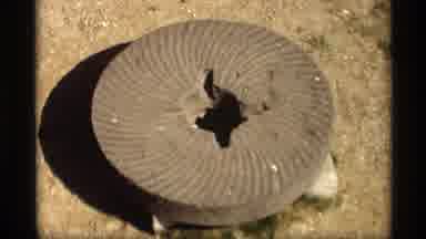 Holland Michigan (1969): Cement Disk Used To Hold Up Windmill Blowing Around On A