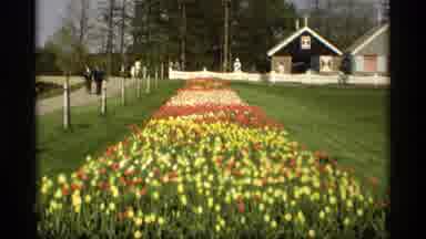 Holland Michigan (1969): Flower Bed And Tractor On Display In Vintage Film Footage