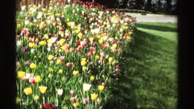 Holland Michigan (1969): Flowers And Windmill Footage