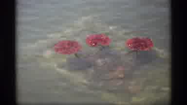 Holland Michigan (1969): Nature Beautiful Plants Constantly In Motion To Help Keep