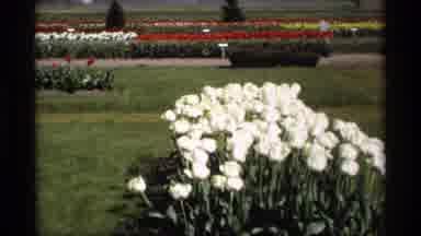 Holland Michigan (1969): A Beautiful Garden With Lot Of Different Kind Of Flowers