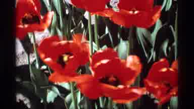 Holland Michigan (1969): A Dark And Red Color Flowers Insure A National Park