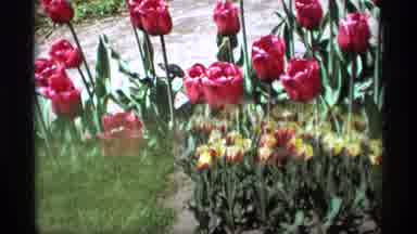 Holland Michigan (1969): Different Types Of Flowers In An Outdoor Garden Blowing