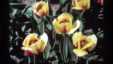 Holland Michigan (1969): Red And Yellow Tulips Blooming On A Bright Sunny Day