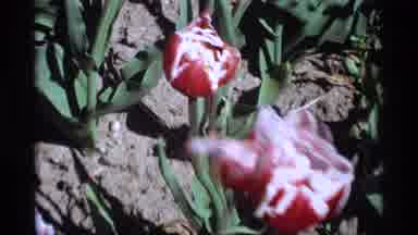 Holland Michigan (1969): Red And Pink Flowers Blowing In The Breeze The Sun Is