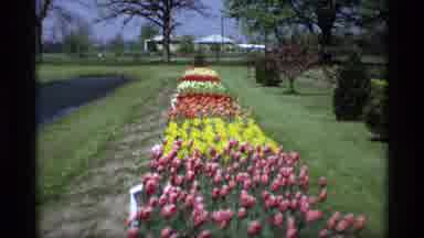 Holland Michigan (1969): View Of Yellowhammer And White Flowers On A Sunny Day