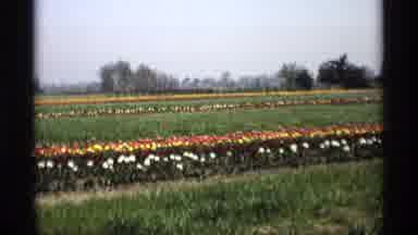 Holland Michigan (1969): A Green And Wide Park Was Very Great To See With Lots Of
