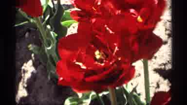 Holland Michigan (1969): Flowers Free Blowing Outside Planted Seeing Beautiful