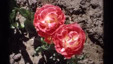 Holland Michigan (1969): Yellow Pink And Red Flowers On A Beautiful Sunny Day