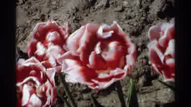 Holland Michigan (1969): A Dark And Red Color Cave Insure A National Park Placed
