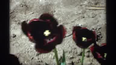Holland Michigan (1969): In An Open Countryside There Are Some Red Flowers And