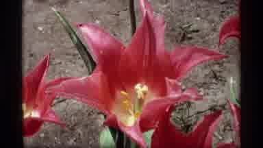 Holland Michigan (1969): Staring At The Flowers We Grew At The Mini Golf Resort