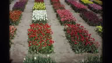Holland Michigan (1969): Multiple Flower Beds Of Tulips Each Bed Has A Different