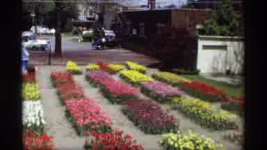 Holland Michigan (1969): Flower Beds Filled With Different Colored Tulips In