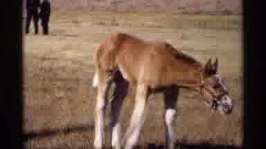 Jordan Minnesota (1969): A Horse Was Eating The Grass Around The Ground Which The