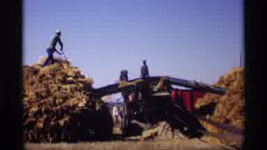 Jordan Minnesota (1969): Workers Pile Hay On To Convener Belt To Be Loaded Up And