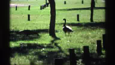 Mabel Minnesota (1969): Geese Walk Through A Grassy Field Followed By A City