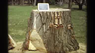 Savage Minnesota (1969): View Of Freshly Cut Tree Trunks On A Bright Sunny Day