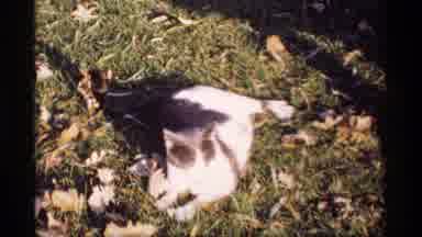 Wisconsin (1969): A Green Park O Lot Of Green Trees And The Beautiful Nature And A
