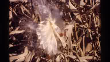 Wisconsin (1969): Winter Flowers Cold Coats Creepy Daytime Beautiful Sunlight