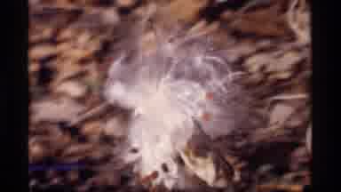 Wisconsin (1969): Wind Dandelion Sun Set Sunset Sunrise Flower Vintage Blown Seeds