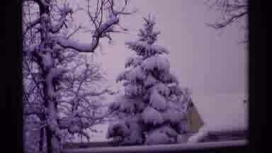 Wisconsin (1969): Evergreen Tree And Bare Trees Heavily Laden With Snow Shown In