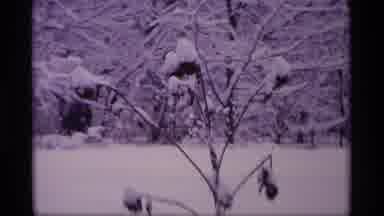 Wisconsin (1969): Daylight Outdoor Snow Scenes With Snow Covering Bushes Trees And