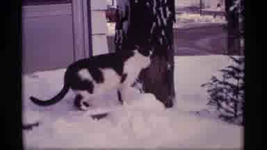 Wisconsin (1969): Vintage Video Running Cat Snowy Path Winter Postcard Clip
