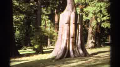 Canada (1974): An Exquisite Example Of A Tree Growing From An Old Tree Trunk