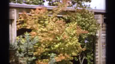Canada (1974): Trees In My Backyard On A Crisp Fall Day