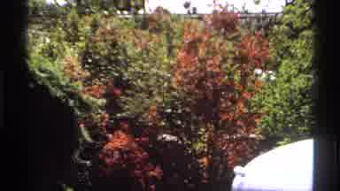 Canada (1974): A Trees And The Flower Are Great To See Around And Moving The