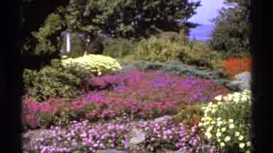 Canada (1974): Amazing Garden In Full Bloom Full Of Color And Beauty On A Lovely