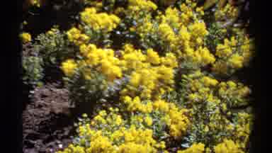Canada (1974): Flower Garden Showing People Strolling Outdoors Trying To Count On
