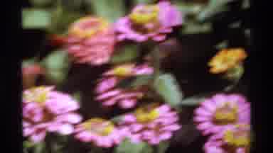 Canada (1974): A Film Of A Bee Getting Honey From A Flower
