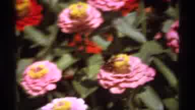 Canada (1974): Bees Pollinating A Pink Flower