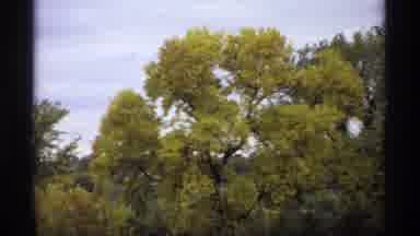 Minnesota (1974): Seasonal Trees Random Open Park Like Setting Outside Video Still