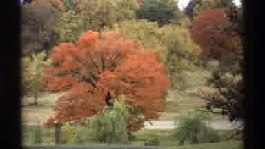 Minnesota (1974): Beautiful Fall Colors Of Trees In Scenic Nature Grassy Area Near