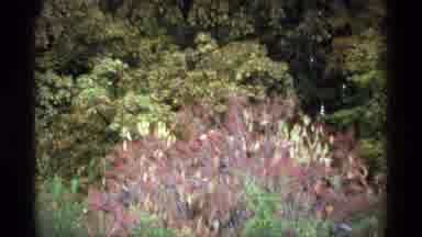 Minnesota (1974): People Wearing Jackets Walk Along Walkways In A Flower Garden