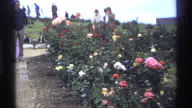 Minnesota (1974): A Variety Of Flowers Inside The Park With Different Colors And
