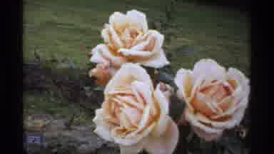 Minnesota (1974): View Of Pale Pink Roses And Stone Trail On A Clear Day