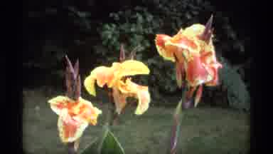 Vancouver Canada (1974): Beautiful Flowers Swaying Freely Through The Breeze With