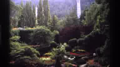 Vancouver Canada (1974): Tree Nature Green Grass Yellow Sky Wood Rd Springfield
