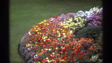 Vancouver Canada (1974): A Green Park Full Of Colorful Flowers And Nice To See The