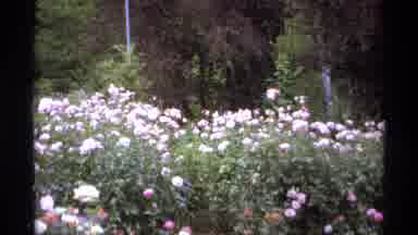 Vancouver Canada (1974): A Man Admires A Garden While A Woman Bends To Smell Pink