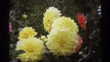 Vancouver Canada (1974): Meow With Big Yellow Red And Purple Flowers